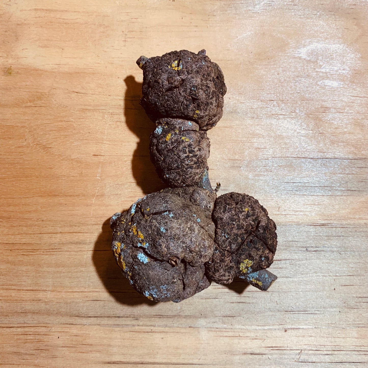 Large burls - 2 pack