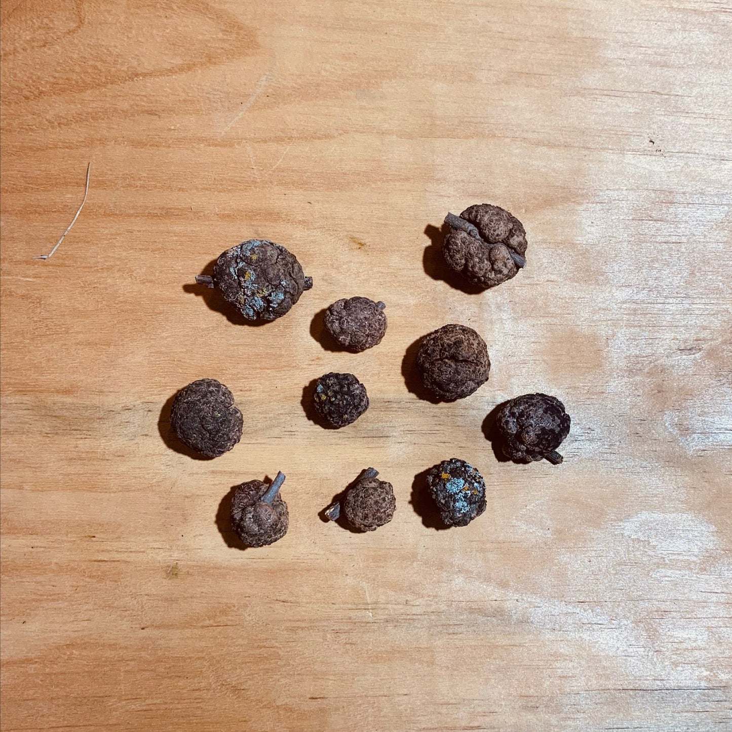 Small burls - 5 pack